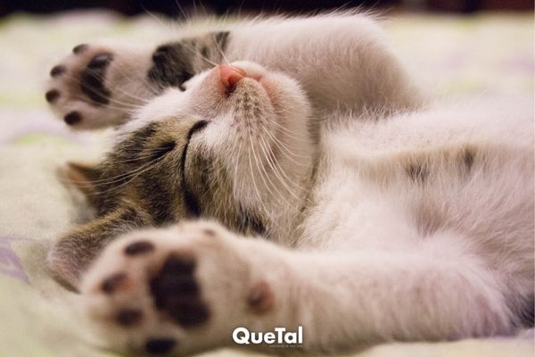 Estudio revela que tu gato y tú tienen los mismos problemas emocionales